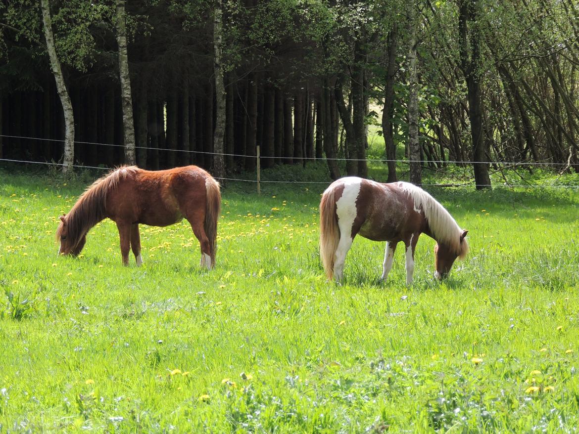 Welsh Partbred (Sec F) Elli billede 7