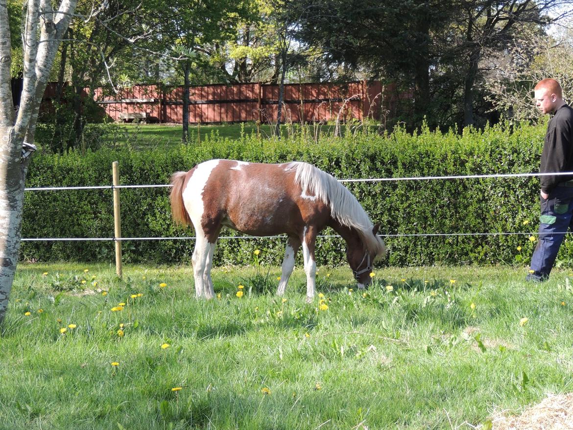 Welsh Partbred (Sec F) Elli billede 6