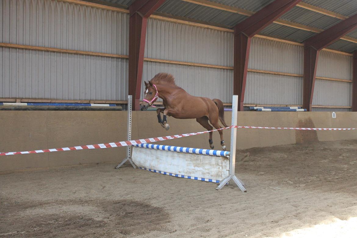 DSP Quien - Det første løsspring, 80 cm og hun hopper langt over <3 billede 10