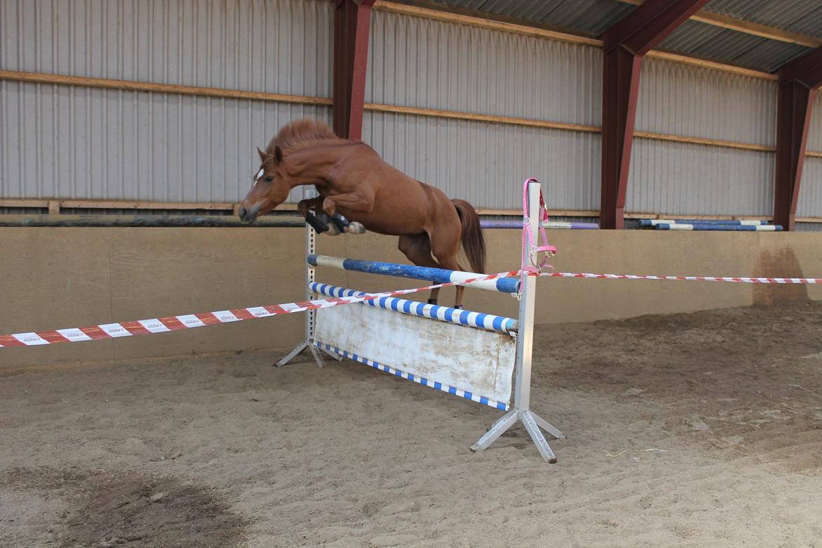 DSP Quien - hun gjorde mor stolt og slutter med at hoppe 1 meter <3 billede 3