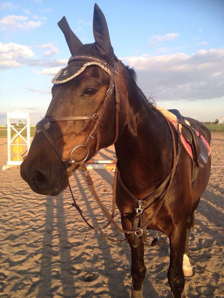 Anden særlig race Sweet Alexander billede 26