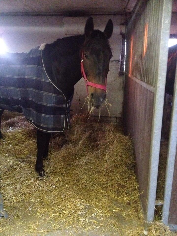 Anden særlig race Sweet Alexander billede 27