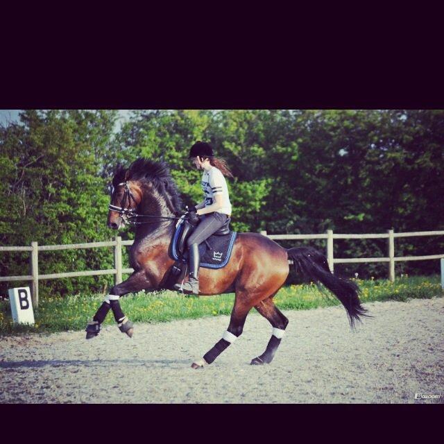 Dansk Varmblod Duffy's Happy Fighter "A-hest"<3 billede 13