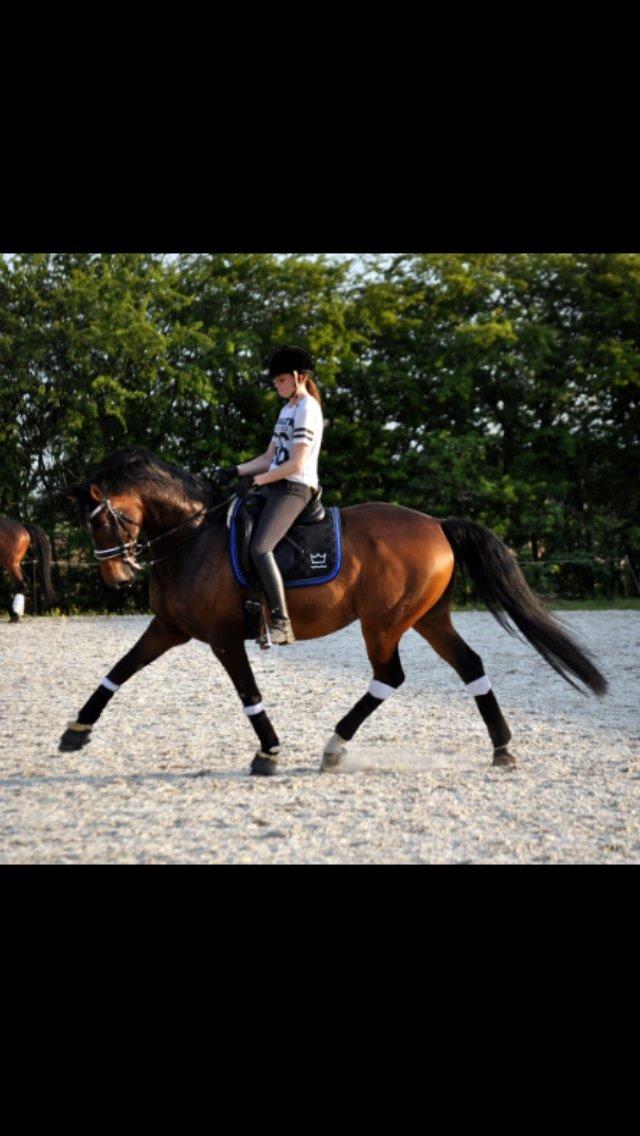 Dansk Varmblod Duffy's Happy Fighter "A-hest"<3 billede 14