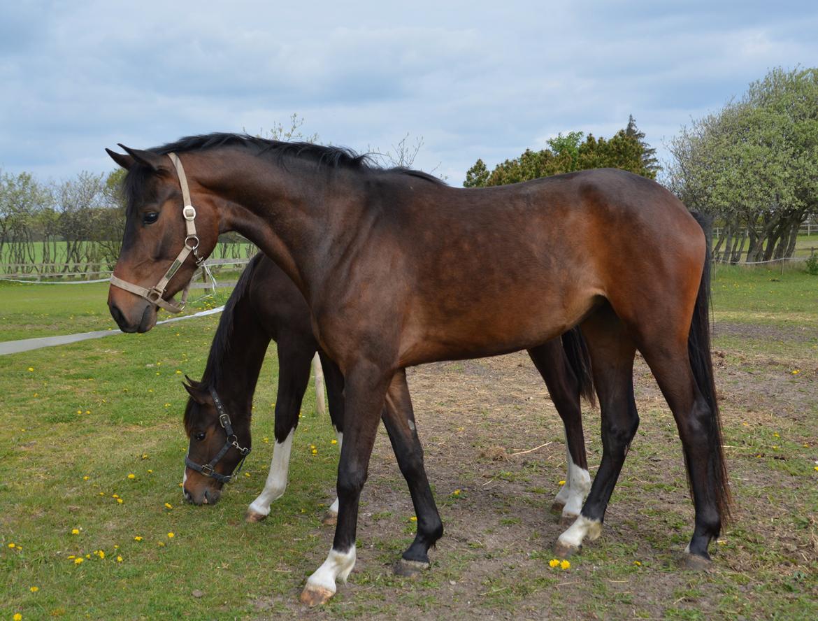 Dansk Varmblod Safran L billede 7