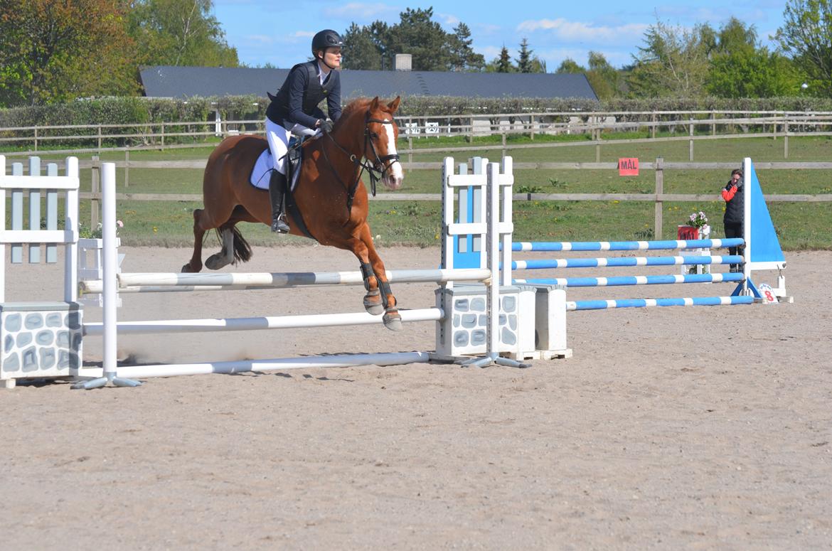 Dansk Varmblod Lester Estelle - Stilspring. Maj 14 billede 11