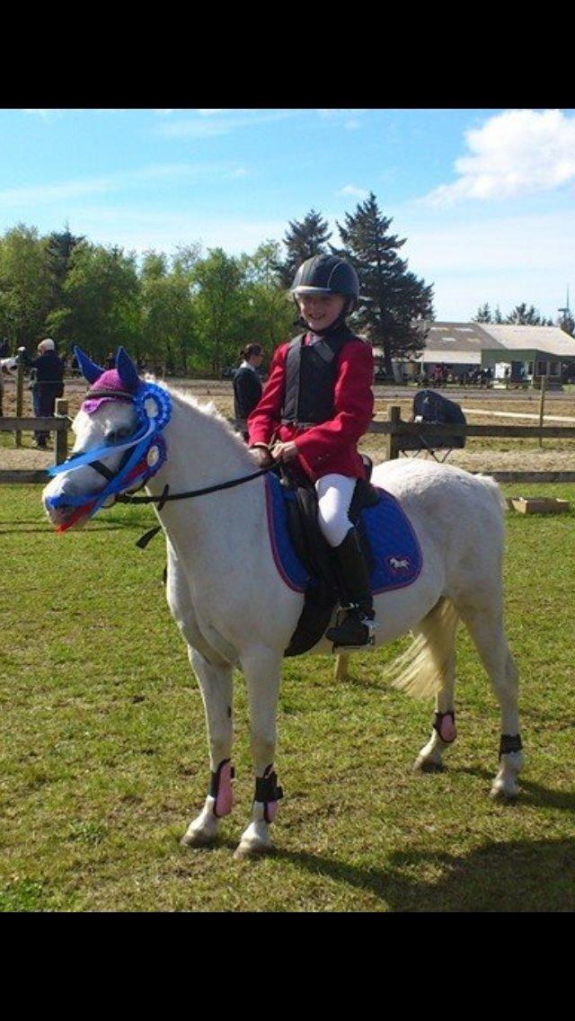 Welsh Mountain (sec A) schnoor`s tifan faye billede 15