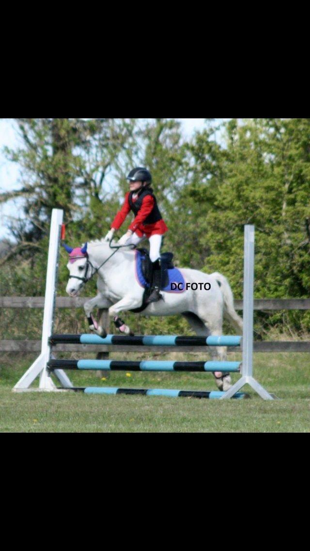 Welsh Mountain (sec A) schnoor`s tifan faye billede 16