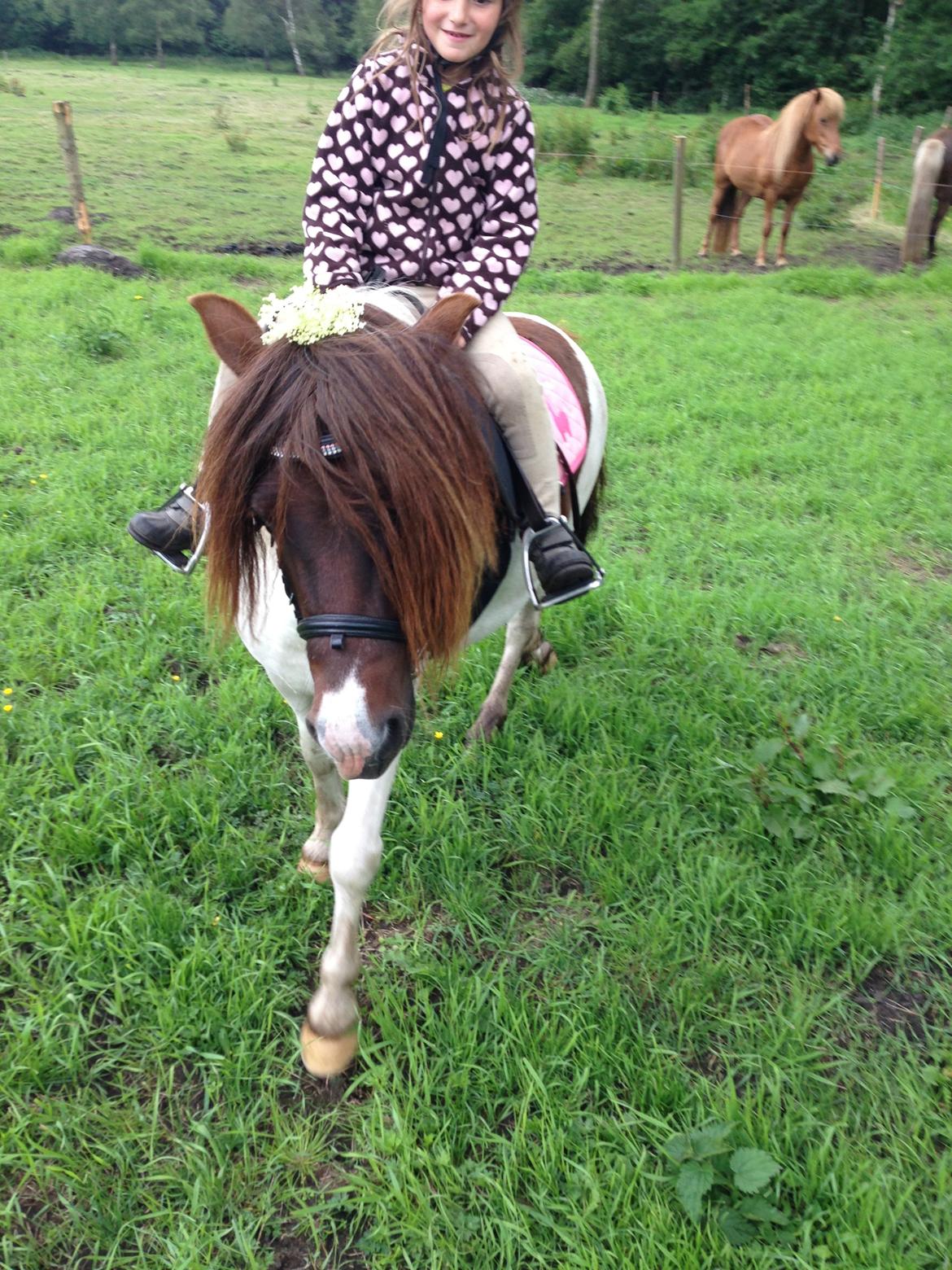 Anden særlig race Lucy billede 3