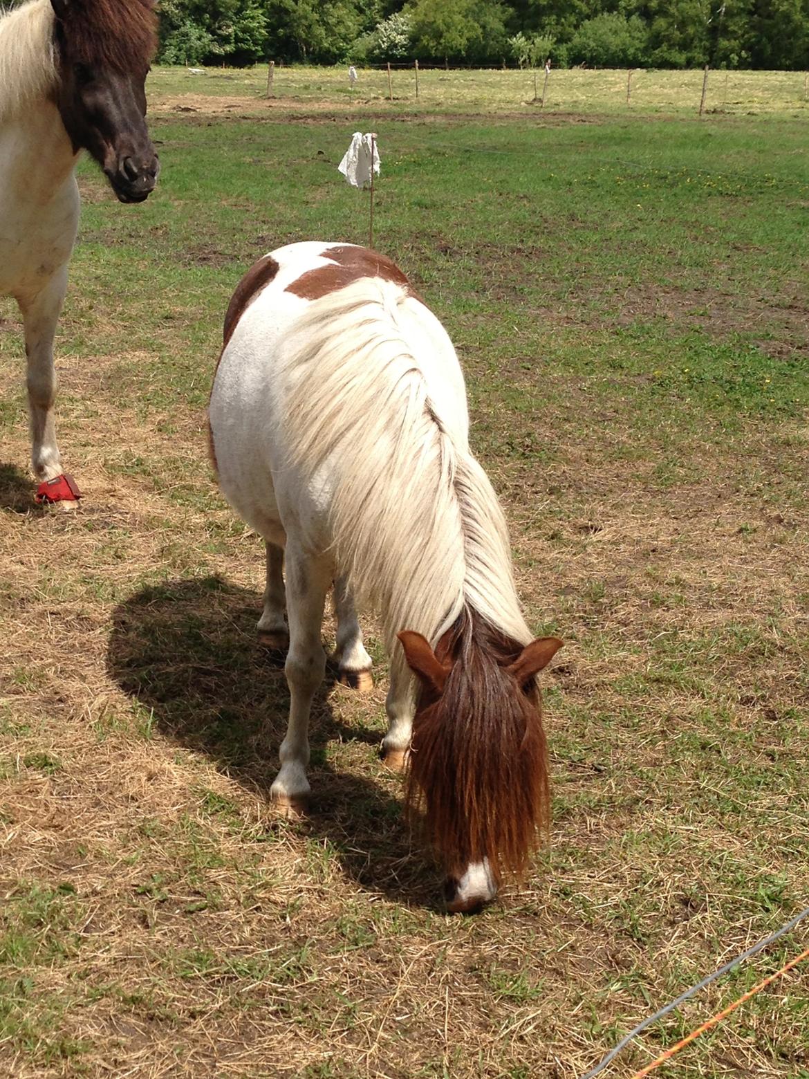 Anden særlig race Lucy billede 4