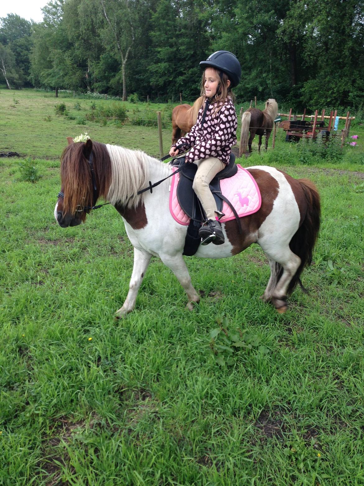 Anden særlig race Lucy billede 5
