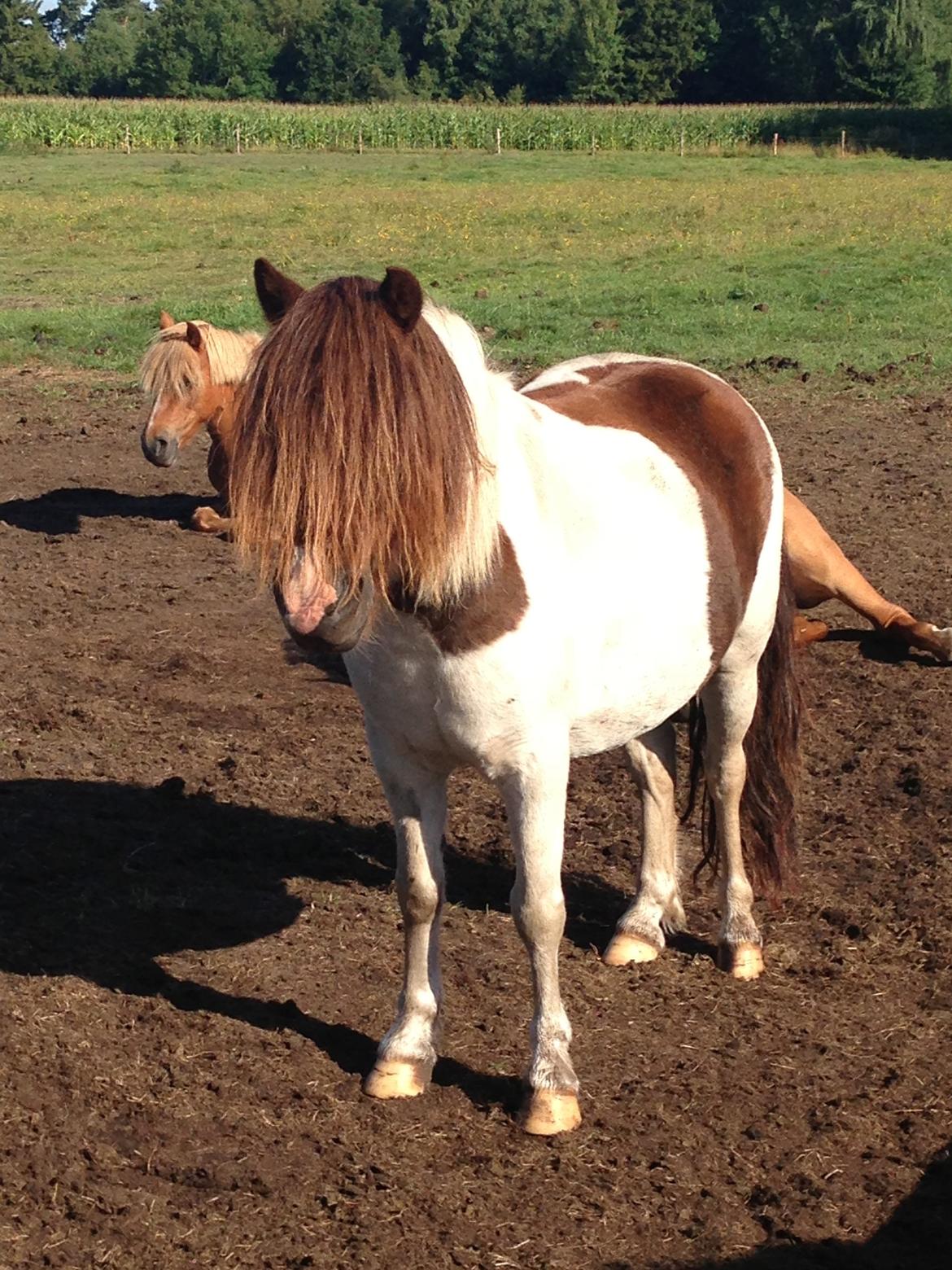 Anden særlig race Lucy billede 6
