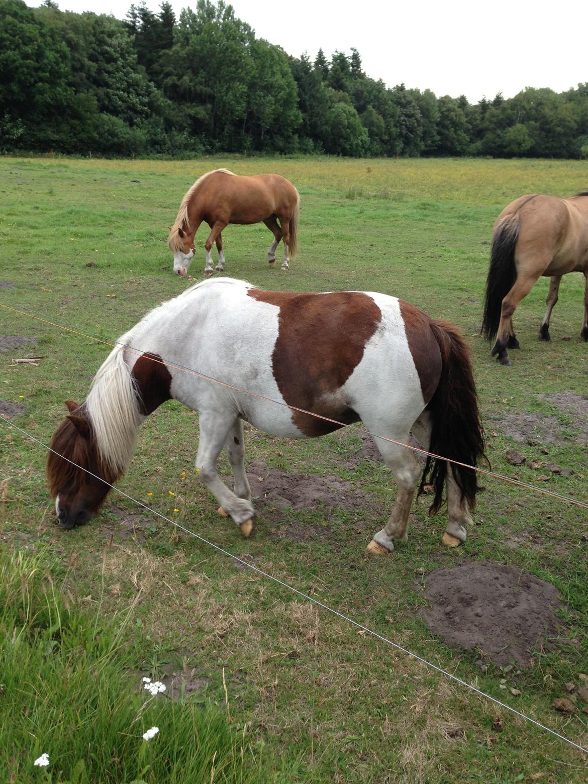 Anden særlig race Lucy billede 7