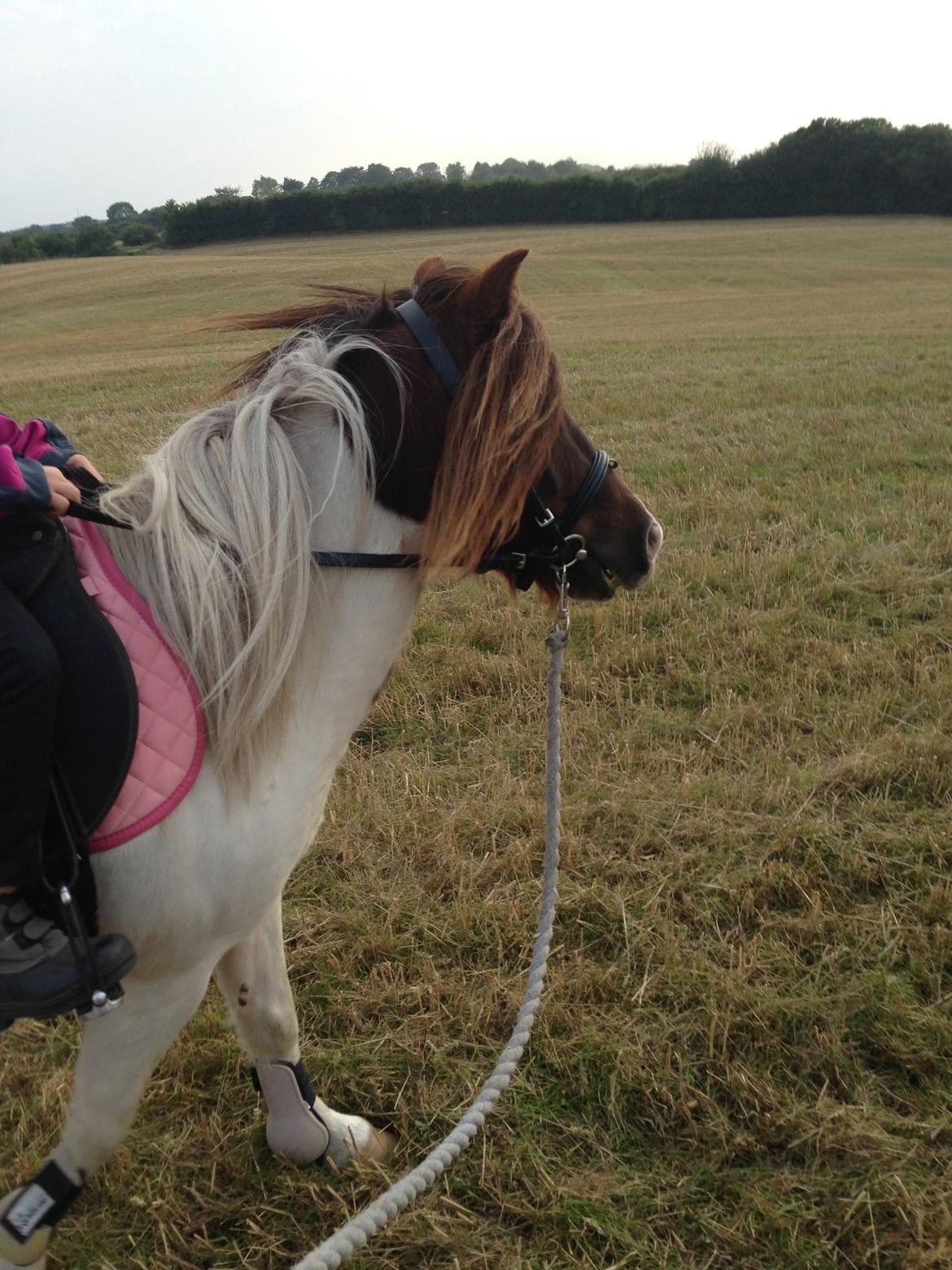 Anden særlig race Lucy billede 10