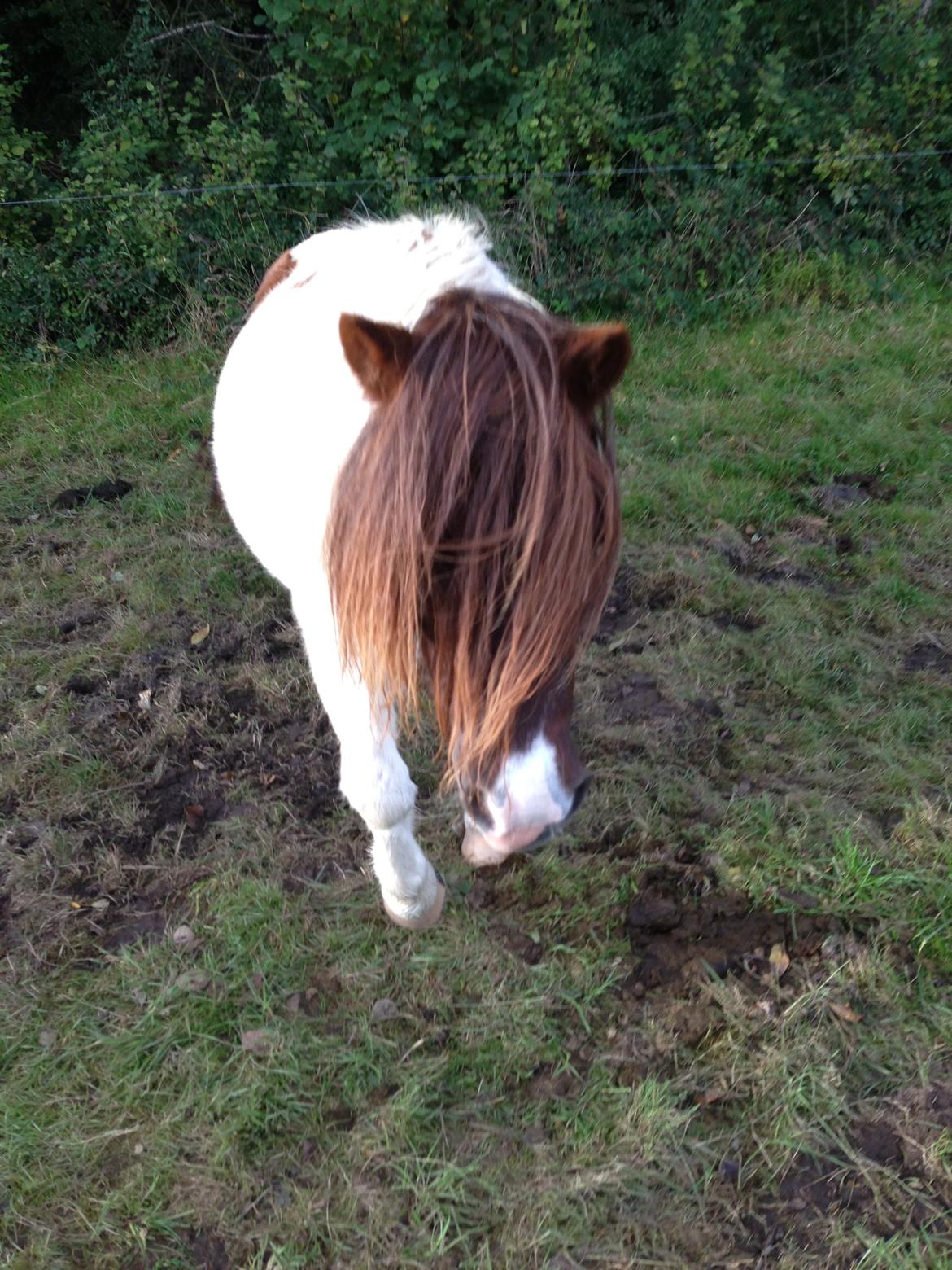 Anden særlig race Lucy billede 11