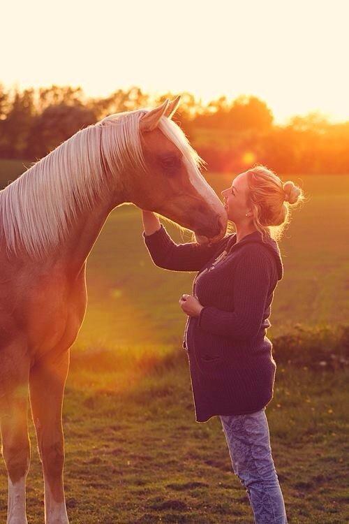 Palomino Richelieu's Fièvre d'or - My love - my everything <3. Maj 2014, foto Line Madsen billede 20