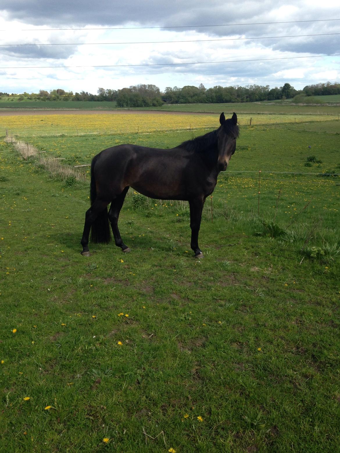 Trakehner Corvette af bakkely billede 4