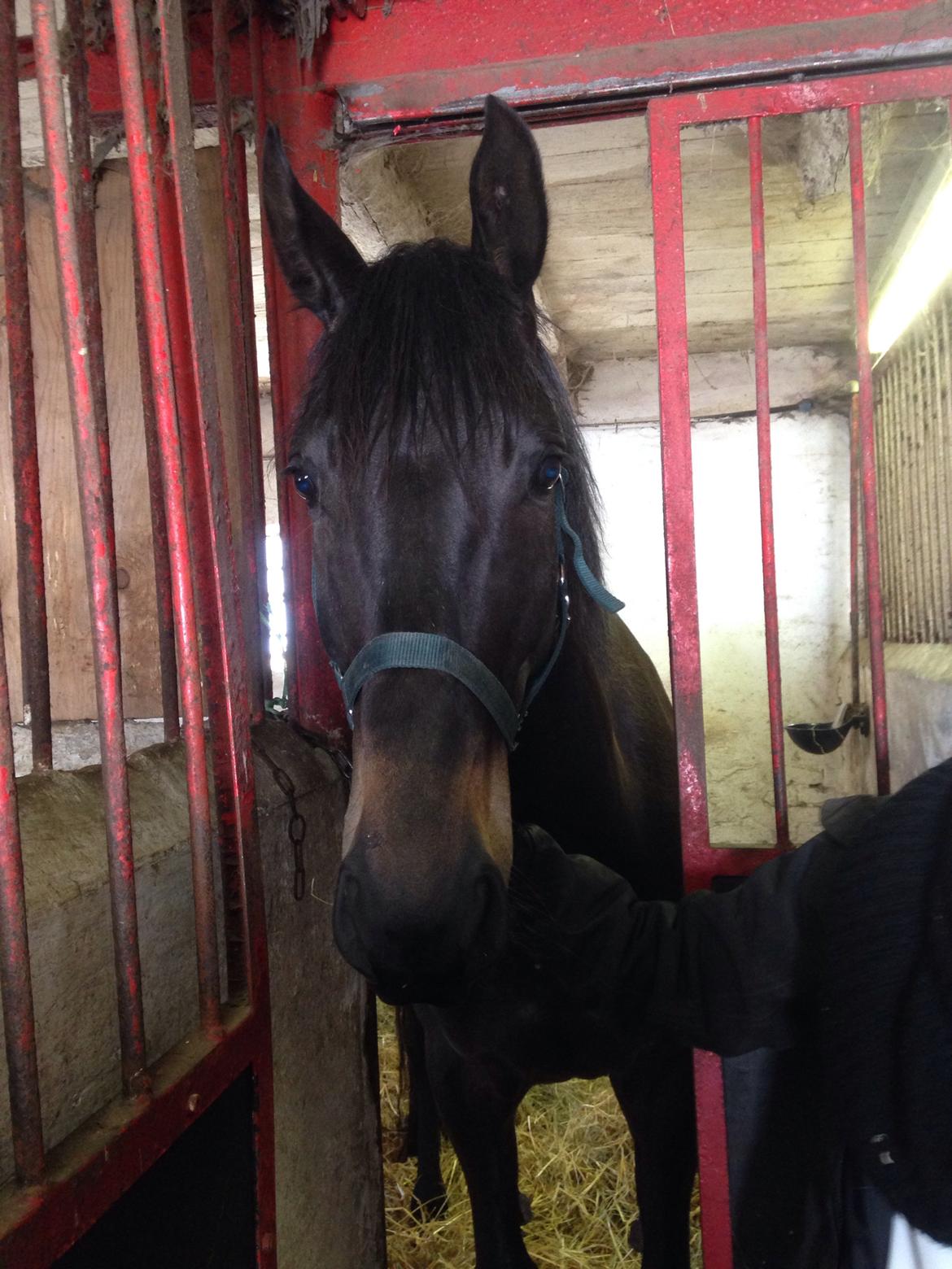 Trakehner Corvette af bakkely billede 2