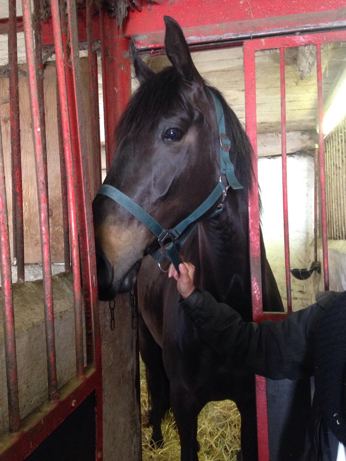 Trakehner Corvette af bakkely billede 3