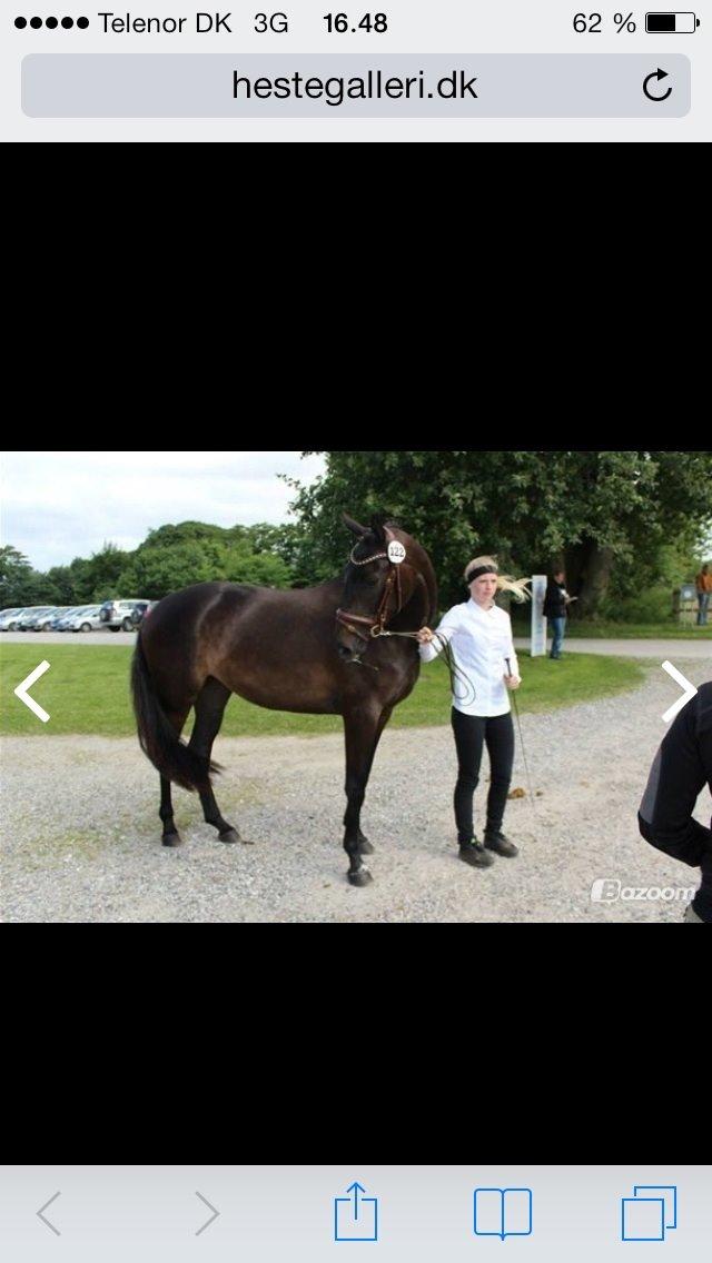 Trakehner Corvette af bakkely billede 1