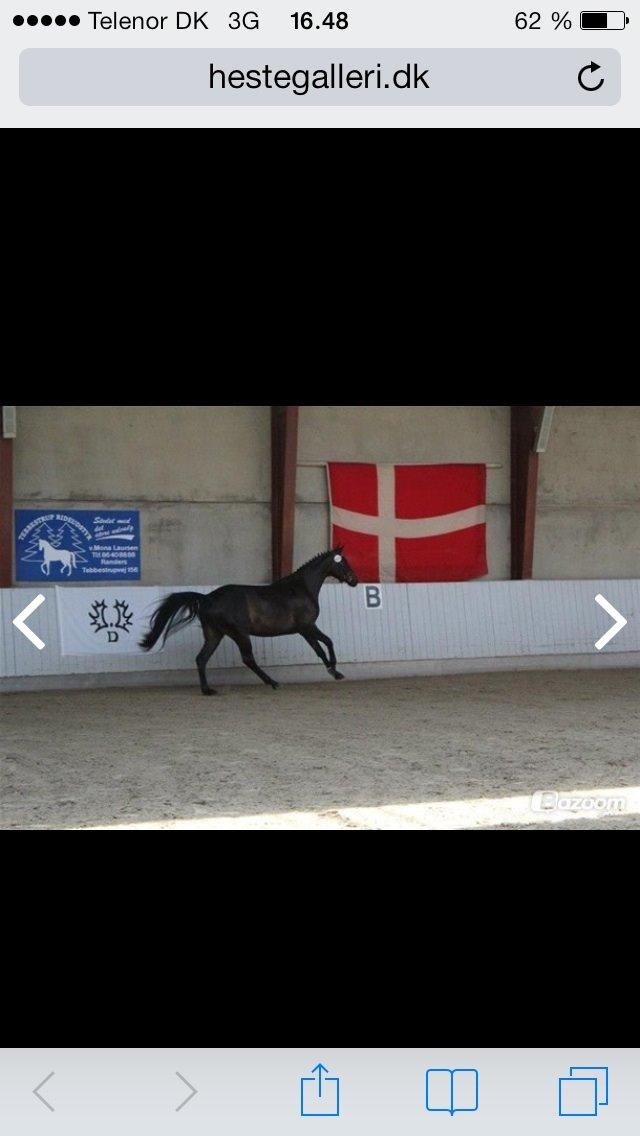 Trakehner Corvette af bakkely billede 5