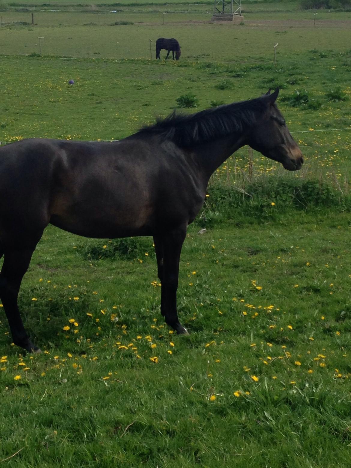 Trakehner Corvette af bakkely billede 6