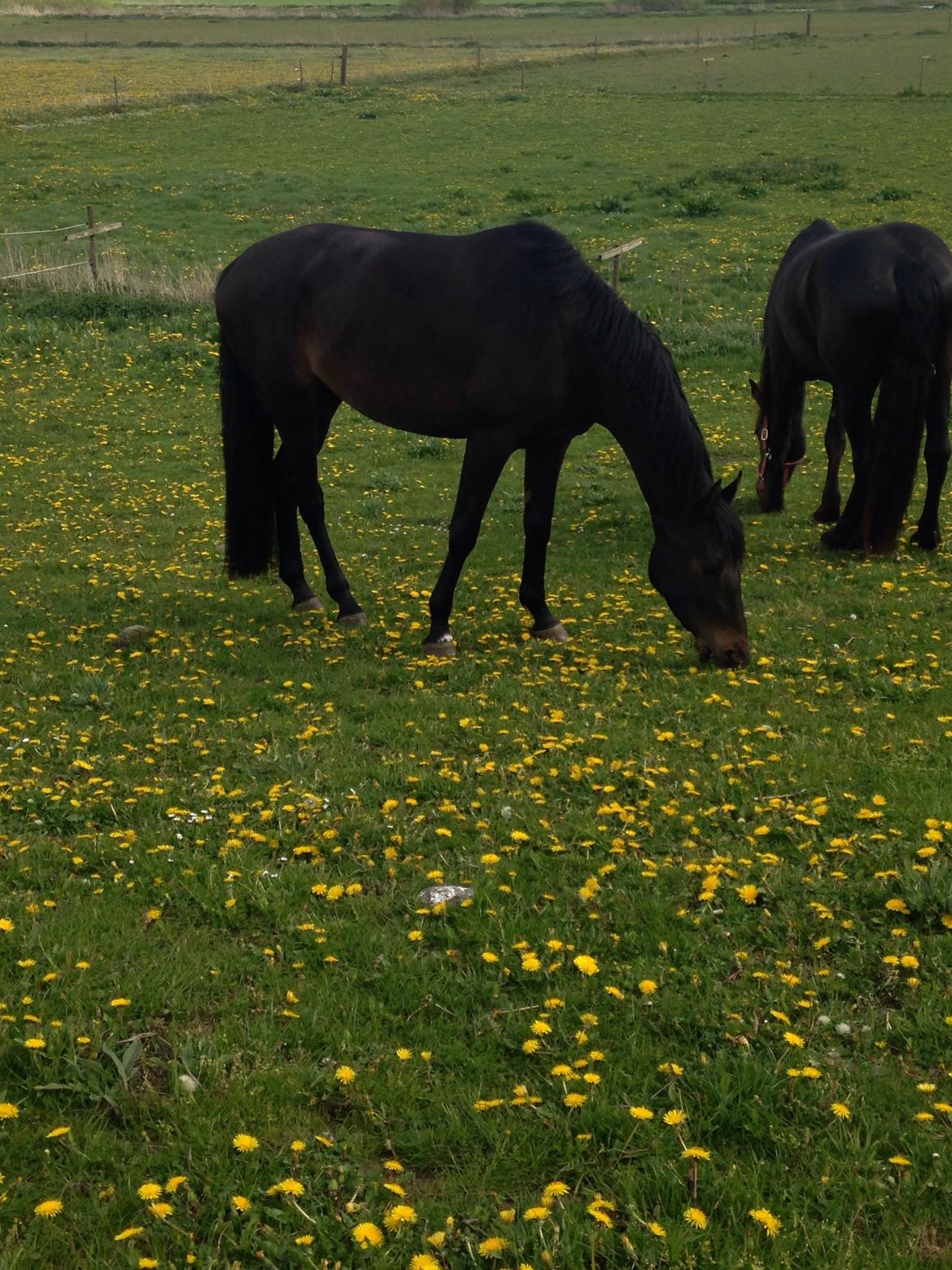Trakehner Corvette af bakkely billede 7