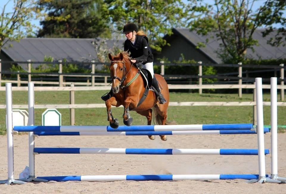 Appaloosa Sequoia van de lorkeershoeve <3 - Sequoia og jeg stævne VEK 90 cm <3 foto: Sofie billede 38