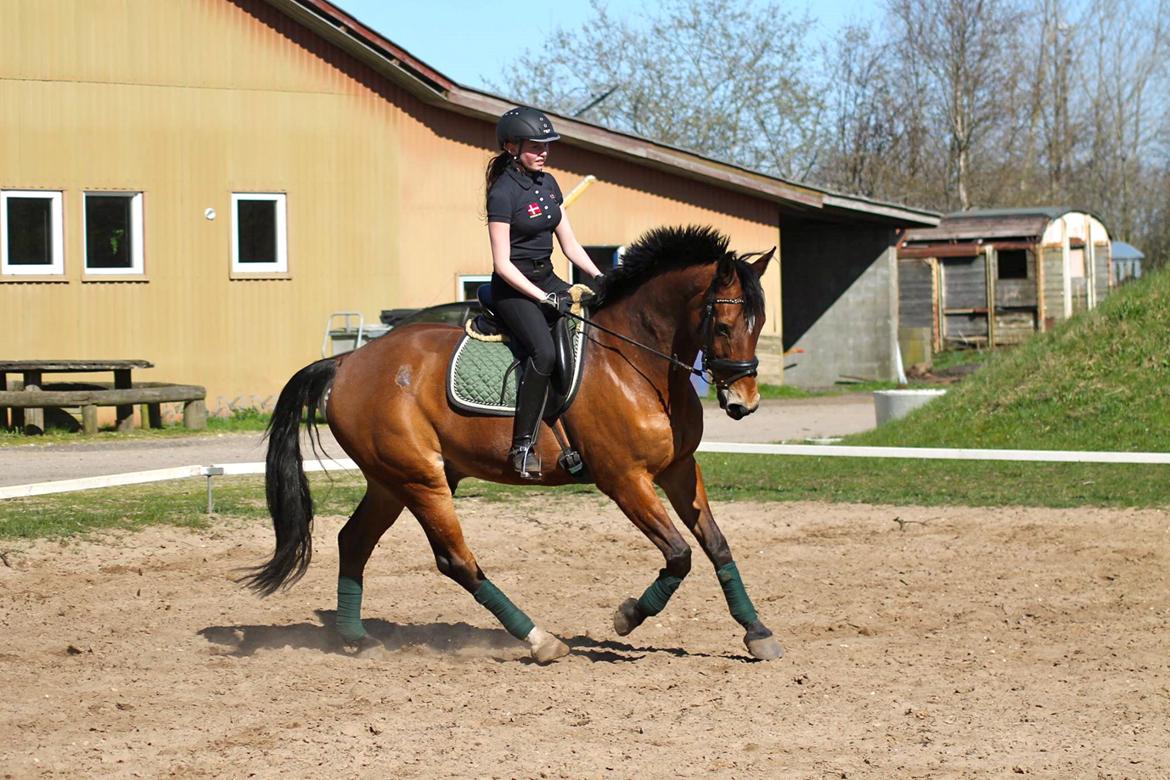 Hollandsk Varmblod Up Tempo VDL billede 5