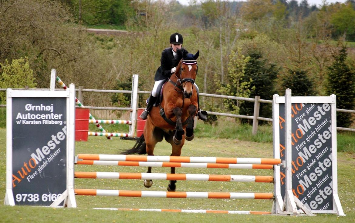 Hollandsk Varmblod Up Tempo VDL billede 8