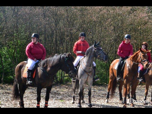 Koldblodstraver Nording billede 7