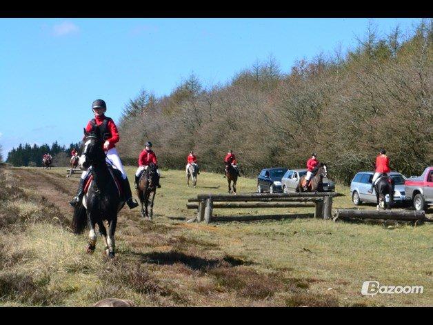 Koldblodstraver Nording billede 14