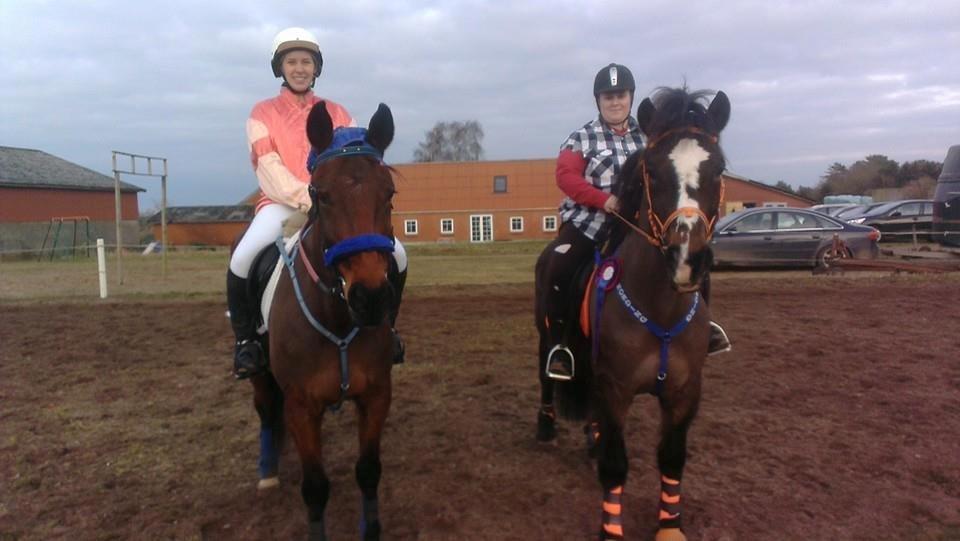 Koldblodstraver Nording billede 22