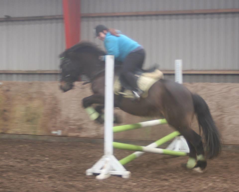 Koldblodstraver Nording billede 3