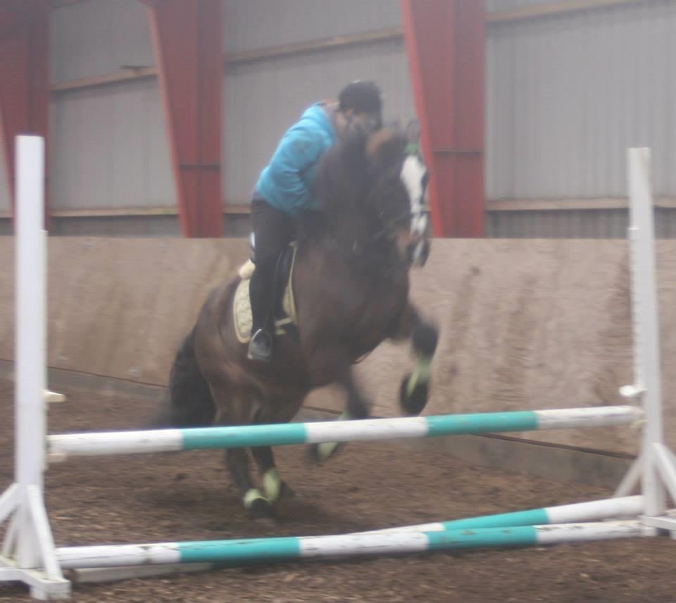 Koldblodstraver Nording billede 4