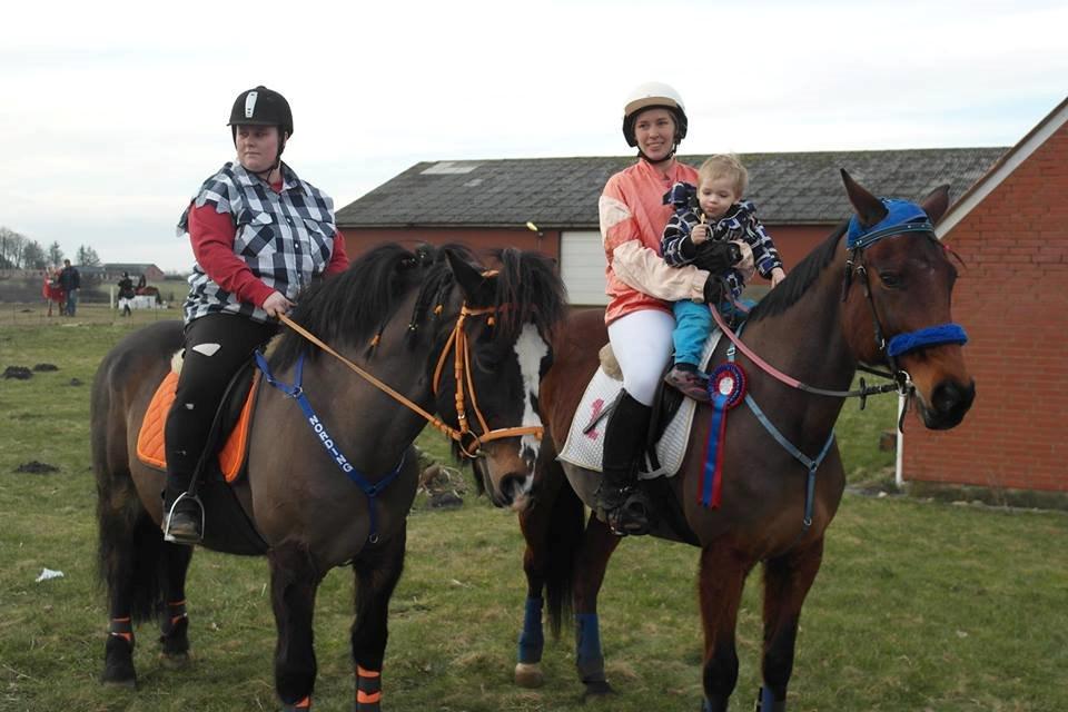 Koldblodstraver Nording billede 23