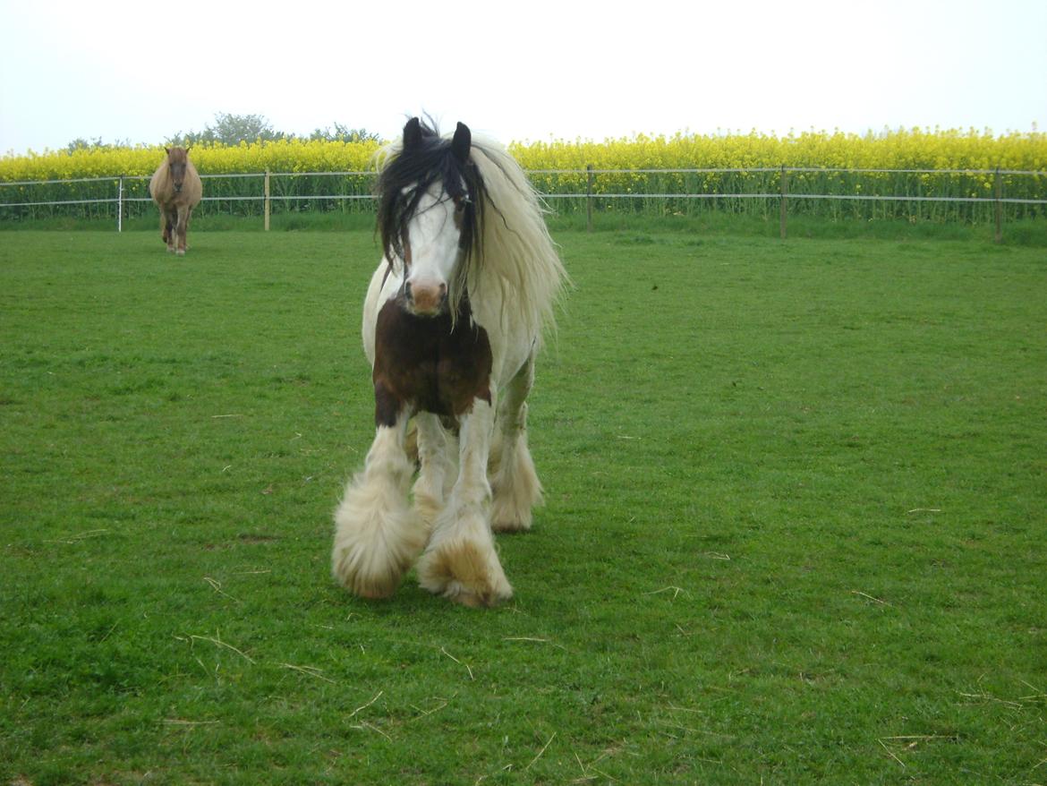 Tinker Willow - willow skal have maaaad.......yeahhhhhhh:-) billede 2