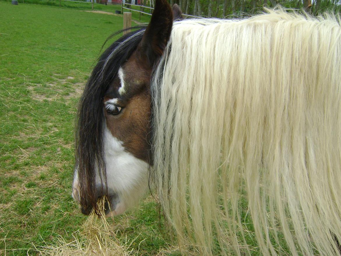 Tinker Willow billede 5