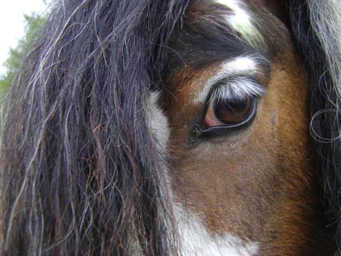 Tinker Willow billede 6