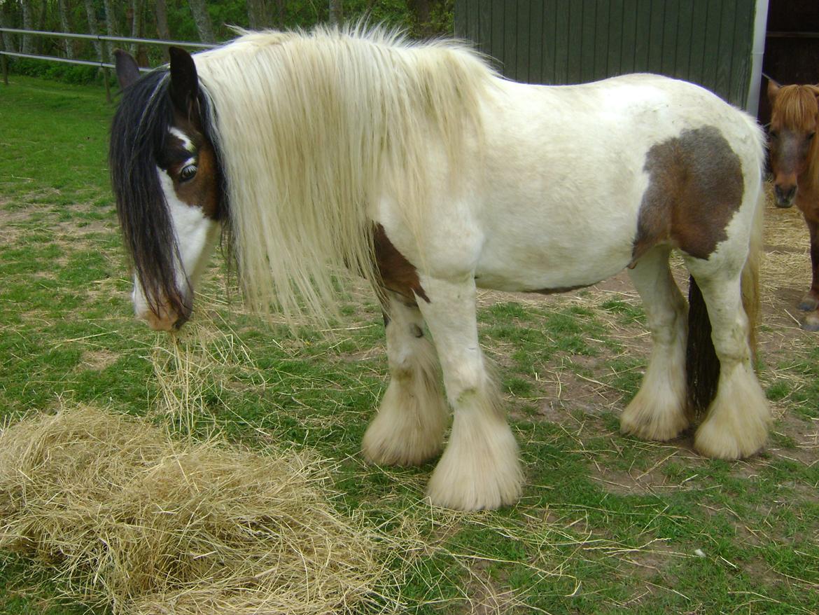 Tinker Willow - fred og ro  mens  man gumler billede 3