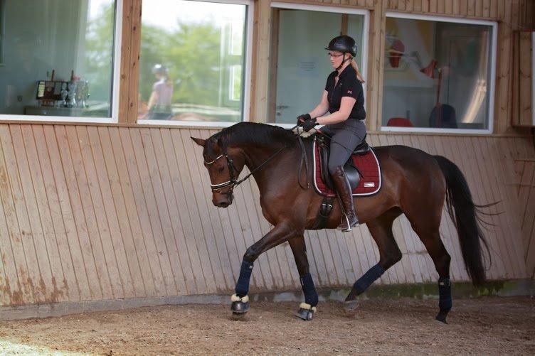 Dansk Varmblod Rosiana-Dea billede 22