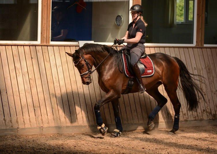 Dansk Varmblod Rosiana-Dea billede 23