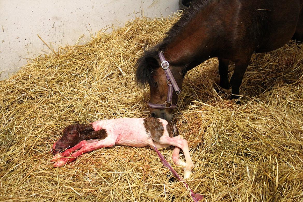 Miniature My Little Fellow - Velkommen til My Little Fellow's side. Desværre er han dødfødt og der kan derfor ikke blive opdateret. Håber dette respekteres. billede 1