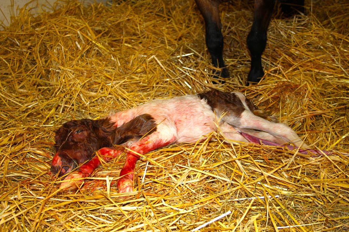 Miniature My Little Fellow billede 3