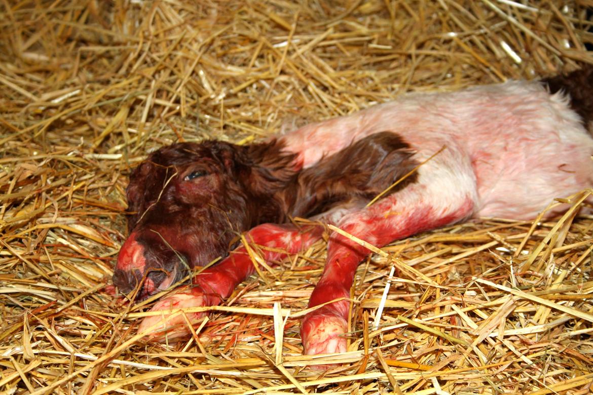 Miniature My Little Fellow billede 4