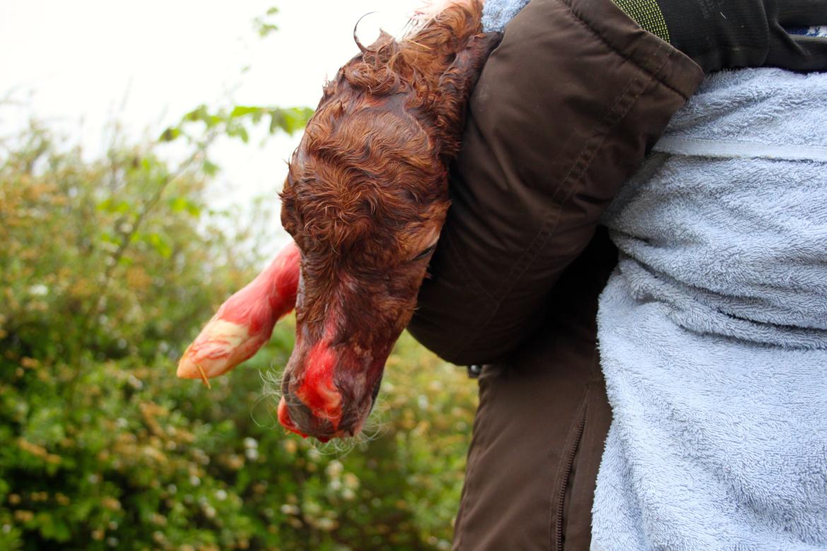 Miniature My Little Fellow - Inden vi tog ud og begrave ham, havde jeg behovet for at holde ham. Mærke han var der og at han fandtes. Og ikke mindst at han ikke var i live. billede 5