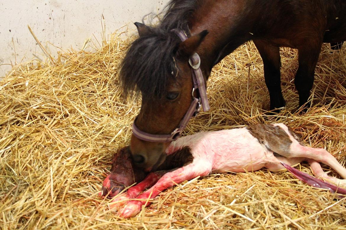 Miniature My Little Fellow billede 2