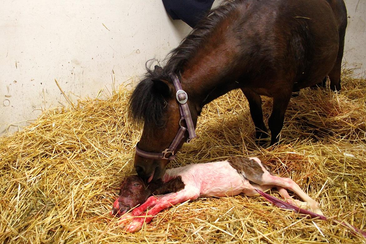 Miniature My Little Fellow billede 8