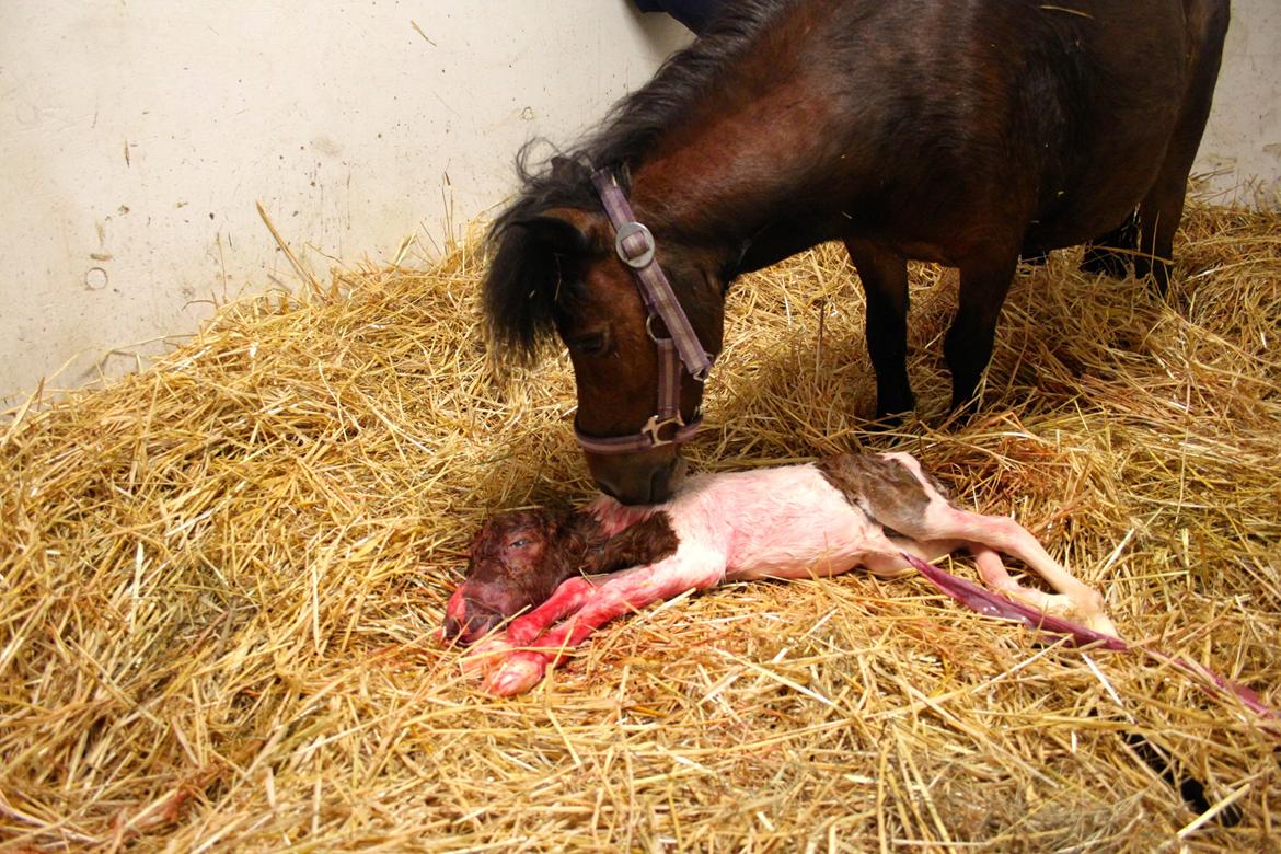 Miniature My Little Fellow billede 9