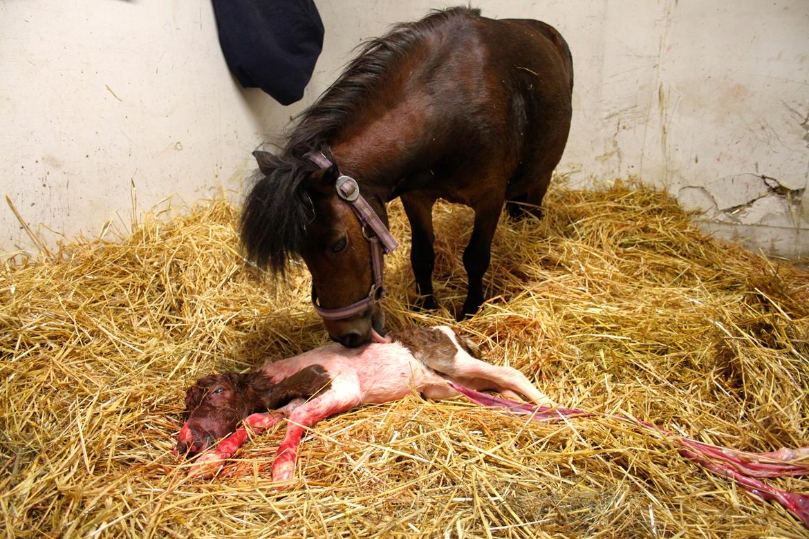 Miniature My Little Fellow billede 10